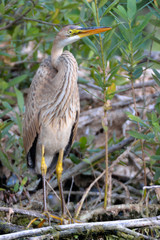 Purple Heron (Ardea purpurea)