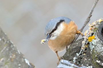 Eurasian Nuthatch (Sitta europaea)