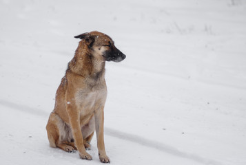 Outdoor portrait of yellow mixed-breed, stray dog sitting lonely on a fresh snow at winter season