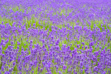 Depth of field shot of beatiful lavender in the farm, New Zealand