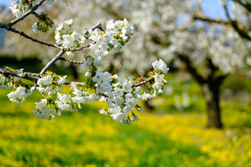 Branche de cerisier en fleurs au printemps.