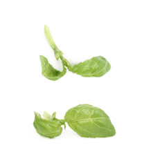 Fresh basil leaf isolated
