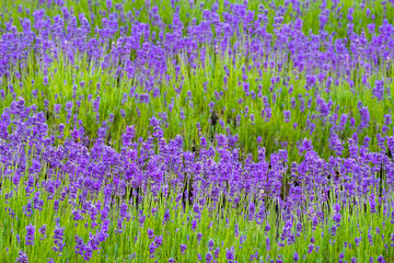 Depth of field shot of beatiful lavender in the farm, New Zealand