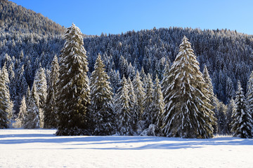 paesaggio invernale in Val Canali, nel parco naturale di Paneveggio - Trentino