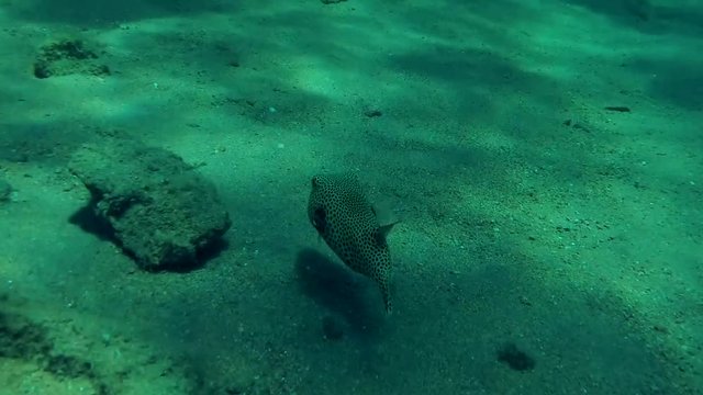 young Star Pufferfish (Arothron stellatus) swim over sandy bottom, Red sea, Dahab, Sinai Peninsula, Egyp
