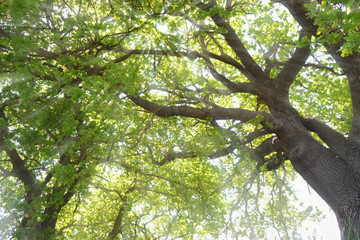Oak tree 