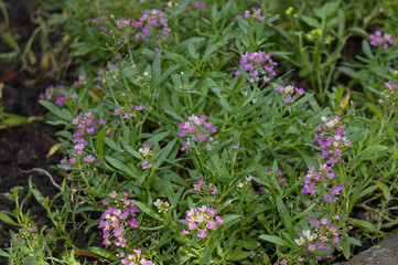 Violet flowers of sweet alison (Lobularia maritima), ornamental groundcover and rockery plant with sweet fragrant flowers
