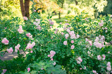 Bush of pink roses blooms in the garden