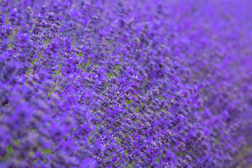 Depth of field shot of beatiful lavender in the farm, New Zealand
