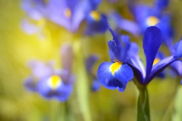 Zelfklevend Fotobehang Irisbloem © oraziopuccio