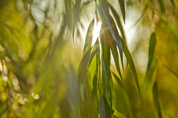 Leafy branch of willow tree hanging in front of bright glowing sun. © Marija
