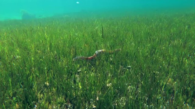 Grey Moray (Gymnothorax griseus) swims in the green sea grass, Red sea, Dahab, Sinai Peninsula, Egypt  
