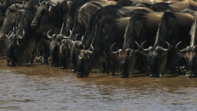 herd of wildebeest drinking from the mara river in masai mara national park, kenya