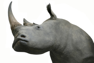 Objet de taxidermie tête de rhinocéros isolé