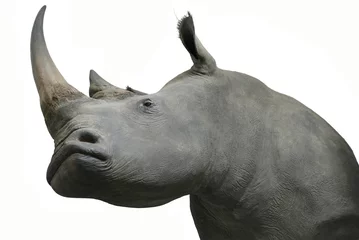 Papier Peint photo Lavable Rhinocéros Objet de taxidermie tête de rhinocéros isolé