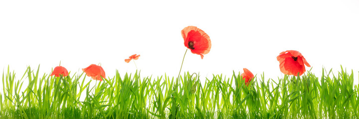 Obraz premium Zielona łąka i mak przed białym tle, panorama z miejsca na kopię