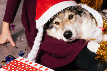 the dog lies on the mistress, in a red cap like Santa Claus, the Christmas atmosphere