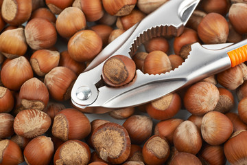 Surface coated with hazelnuts