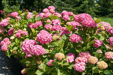 Blooming pink hydrangea bush in the summer garden