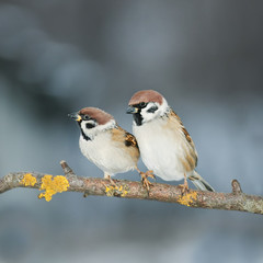  pair of lovers of birds sitting on a branch in the garden
