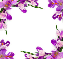 Fototapeta na wymiar Frame of violet crocuses (Crocus vernus) on a white background with space for text. Top view, flat lay.