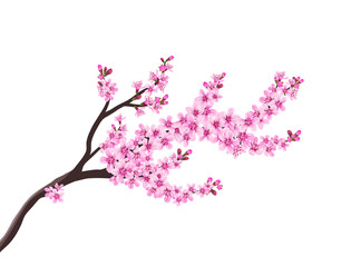 Vector spring sakura branch flower blossom isolated on white background floral decorative design element spring season
