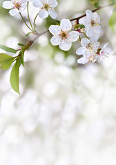 Fototapeta premium Kwitnący wiśniowy drzewo, kwiaty z liśćmi na gałązce na wiosna dniu z przestrzenią dla teksta