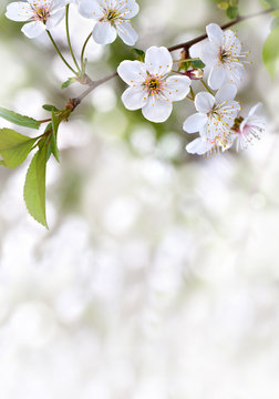 Fototapeta Blooming cherry tree, flowers with leaves on twig on a spring day with space for text