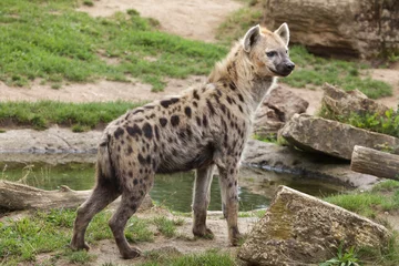 Tuinposter Spotted hyena (Crocuta crocuta) © Vladimir Wrangel