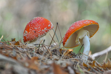 Fly agaric (Amanita muscaria) mushroom in pine forest. Magic mushroom growing between dry pine...