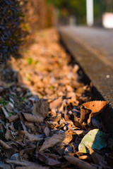 Fototapeta premium 落ち葉