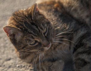 Naklejka premium Katze