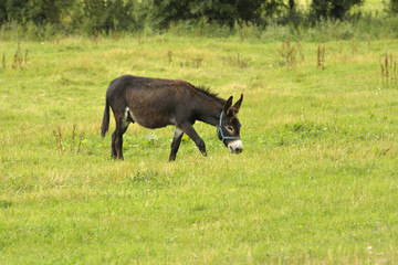 donkey in the pasture
