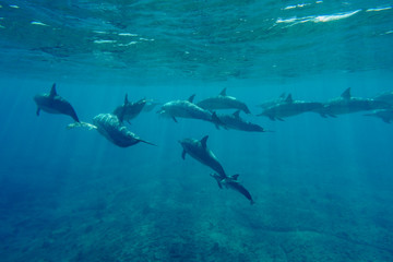 Obraz na płótnie Canvas Spinner Dolphins