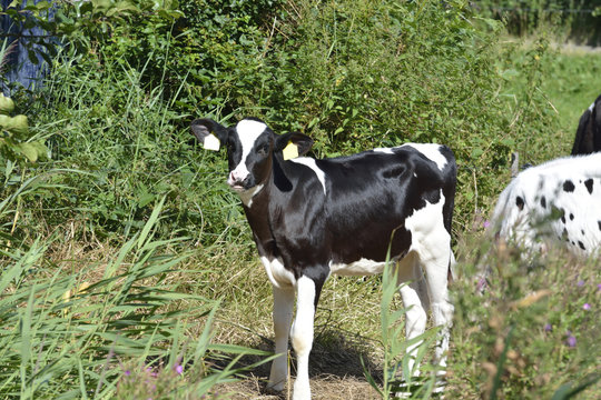 calf in the pasture