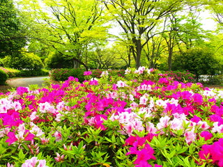 Obraz premium ツツジ咲く公園風景