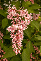 Syringa sweginzowii