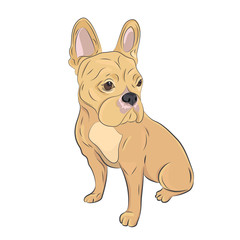Beige french bulldog sitting isolated on white background. French Bulldog looking sideways. Purebred canine hand drawn illustration.