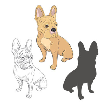 Beige french bulldog sitting isolated on white background. Purebred dog in three different styles as hand drawn sketch, silhouette and color illustration.