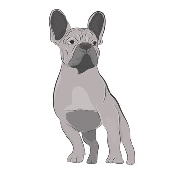 Gray french bulldog standing isolated on white background. Purebred canine hand drawn illustration.