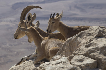 Three mountain goats rest on the stones above the abyss in the Judean mountains on a blurred desert background