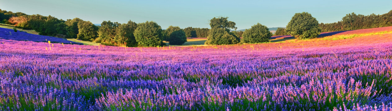 Fototapeta Lavender field in the morning