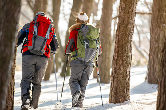 Mountaineers mountaineering in forest, back view