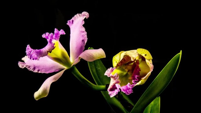 Time Lapse - Blooming Cattleya Orchid Flower with Black Background - 4K