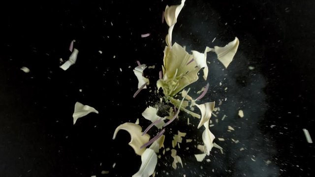 Yellow lily flower exploding in super slow motion, shot with Phantom Flex 4K