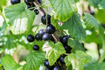 Branch of fresh black currant in garden
