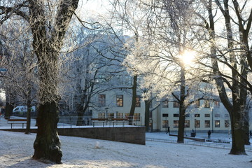 Frostb&auml;ume