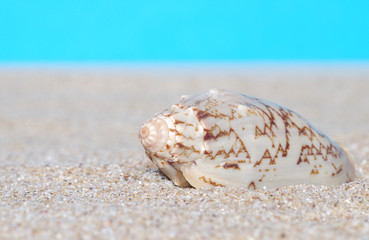 Fototapeta na wymiar Sea shells in sand