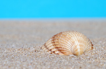 Fototapeta na wymiar Sea shells in sand