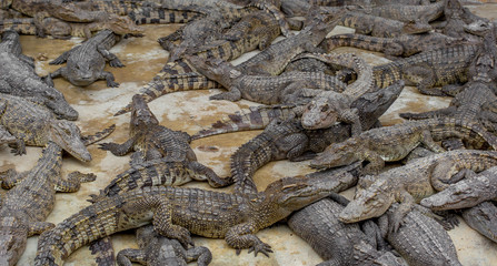 The group of crocodiles living together. 